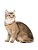 Quadro Decorativo Gatos 2121 - Imagem 1