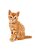 Quadro Decorativo Gatos 2124 - Imagem 1