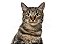 Quadro Decorativo Gatos 2125 - Imagem 1