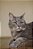 Quadro Decorativo Gatos 2126 - Imagem 1