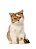 Quadro Decorativo Gatos 2127 - Imagem 1