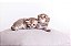 Quadro Decorativo Gatos 2129 - Imagem 1