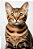 Quadro Decorativo Gatos 2130 - Imagem 1
