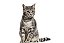 Quadro Decorativo Gatos 2132 - Imagem 1