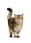 Quadro Decorativo Gatos 2134 - Imagem 1