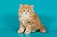Quadro Decorativo Gatos 2135 - Imagem 1
