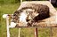 Quadro Decorativo Gatos 2138 - Imagem 1
