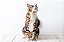 Quadro Decorativo Gatos 2139 - Imagem 1