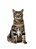 Quadro Decorativo Gatos 2141 - Imagem 1