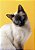 Quadro Decorativo Gatos 2145 - Imagem 1