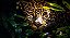 Quadro Decorativo Leopardos 2265 - Imagem 1