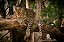 Quadro Decorativo Leopardos 2268 - Imagem 1