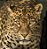 Quadro Decorativo Leopardos 2273 - Imagem 1
