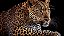 Quadro Decorativo Leopardos 2276 - Imagem 1