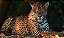 Quadro Decorativo Leopardos 2277 - Imagem 1