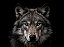 Quadro Decorativo Lobos 2493 - Imagem 1