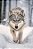 Quadro Decorativo Lobos 2505 - Imagem 1