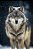Quadro Decorativo Lobos 2507 - Imagem 1