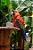 Quadro Decorativo Pássaros 3451 - Imagem 1