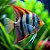 Quadro Decorativo Peixes 3695 - Imagem 1