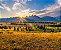 Quadro Decorativo Paisagens 3751 - Imagem 1