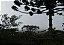 Quadro Decorativo Paisagens 3864 - Imagem 1