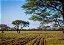 Quadro Decorativo Paisagens 3891 - Imagem 1