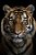 Quadro Decorativo Tigres 4079 - Imagem 1