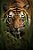 Quadro Decorativo Tigres 4080 - Imagem 1