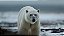 Quadro Decorativo Urso Polar 4111 - Imagem 1