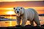 Quadro Decorativo Urso Polar 4112 - Imagem 1