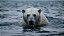 Quadro Decorativo Urso Polar 4113 - Imagem 1