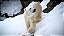 Quadro Decorativo Urso Polar 4117 - Imagem 1