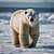 Quadro Decorativo Urso Polar 4118 - Imagem 1
