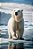 Quadro Decorativo Urso Polar 4120 - Imagem 1