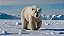 Quadro Decorativo Urso Polar 4121 - Imagem 1