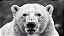 Quadro Decorativo Urso Polar 4122 - Imagem 1