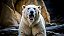 Quadro Decorativo Urso Polar 4123 - Imagem 1