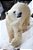 Quadro Decorativo Urso Polar 4124 - Imagem 1