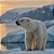 Quadro Decorativo Urso Polar 4128 - Imagem 1