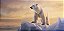 Quadro Decorativo Urso Polar 4129 - Imagem 1