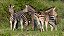Quadro Decorativo Zebras 4254 - Imagem 1