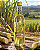 Cachaça na cana - Docinha - Imagem 2