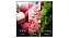 Chanson D'Eau Perfume Eau de Toilette Rose - 100ml - Feminino - Imagem 3