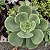 Echeveria Peach Pride Pote 11 Cm - Imagem 3