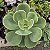Echeveria Peach Pride Pote 11 Cm - Imagem 2
