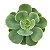 Echeveria Peach Pride Pote 11 Cm - Imagem 1