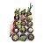 10 mini cactos 6 cm sortidos e variados - Imagem 2