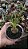 Planta Suculenta Albuca Spirales pote 9 cm - Imagem 1