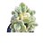 Suculenta Patinha de urso Variegata White pote 6(pequena) - Imagem 1